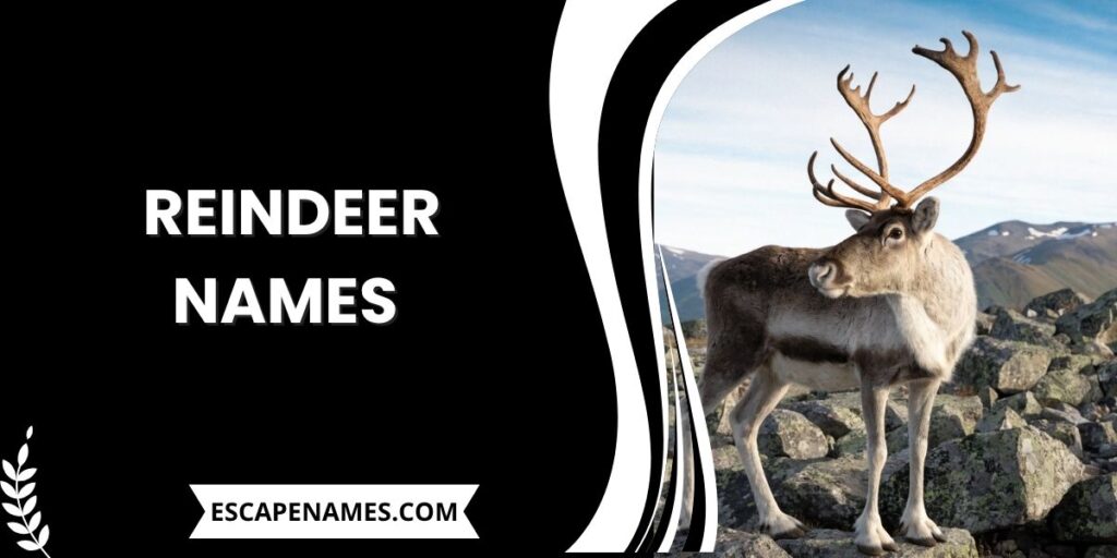 Reindeer Names