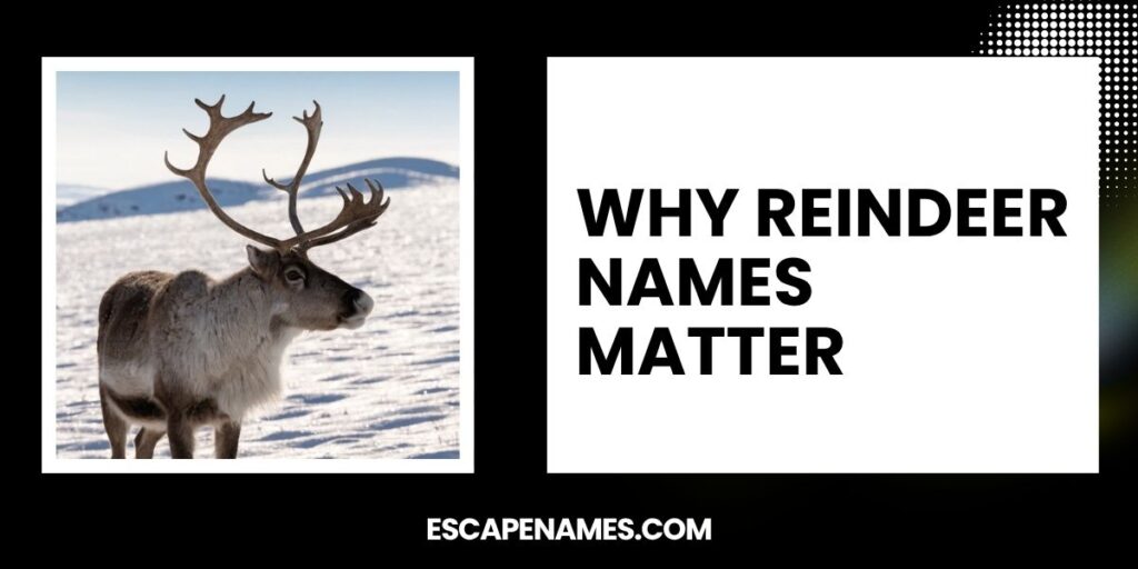 Why Reindeer Names Matter