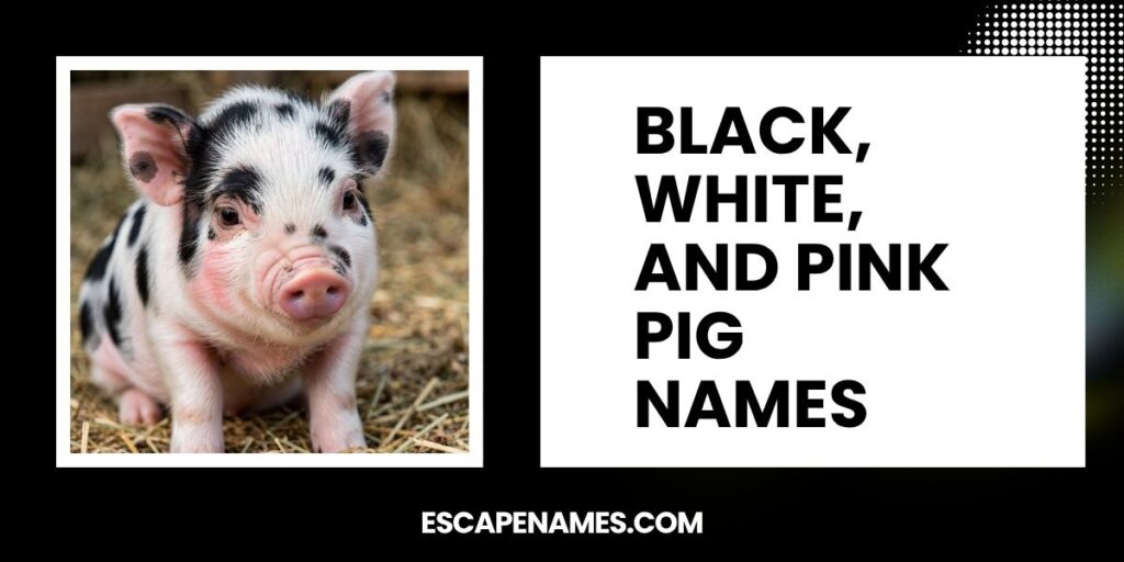 Black, White, And Pink Pig Names